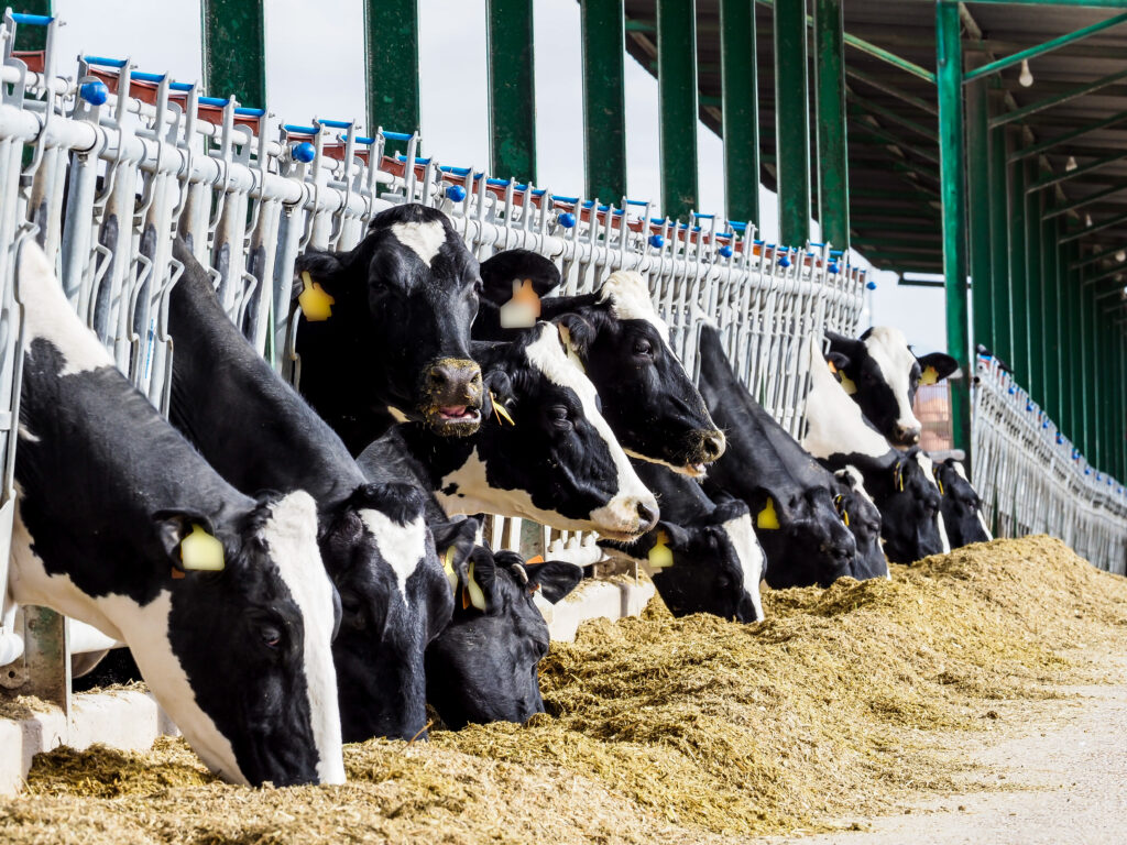 Exploitation de veaux et de vaches pour la production de lait destiné à la consommation humaine.