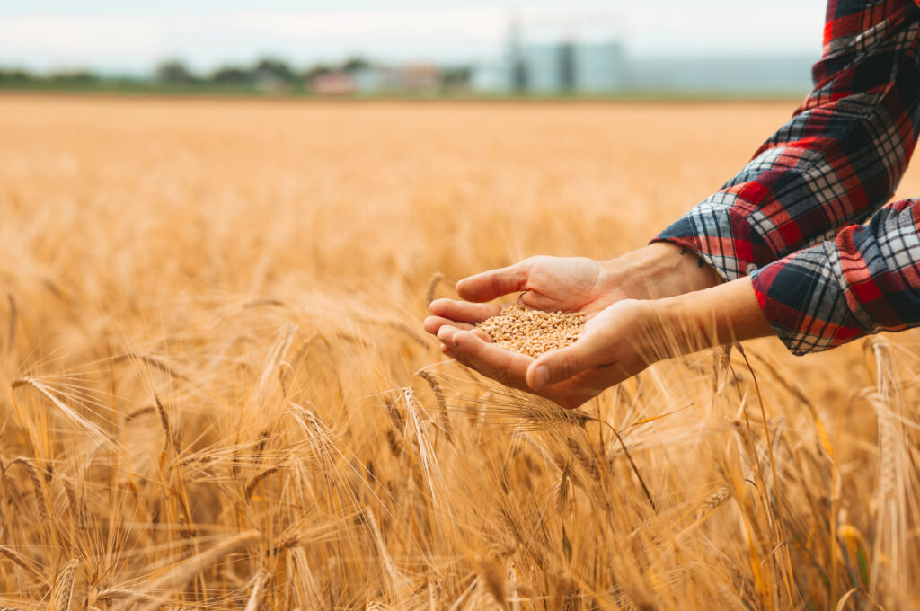 Agriculteur tenant des grains de blé dans un champ de blé.