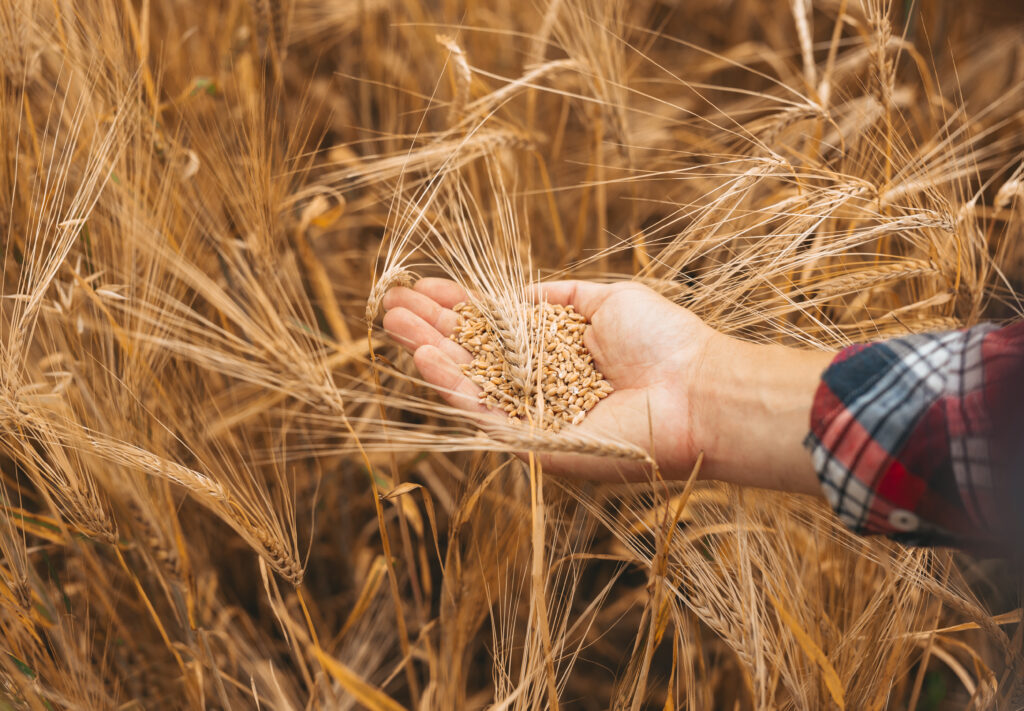 Agriculteur tenant des grains de blé dans un champ de blé.