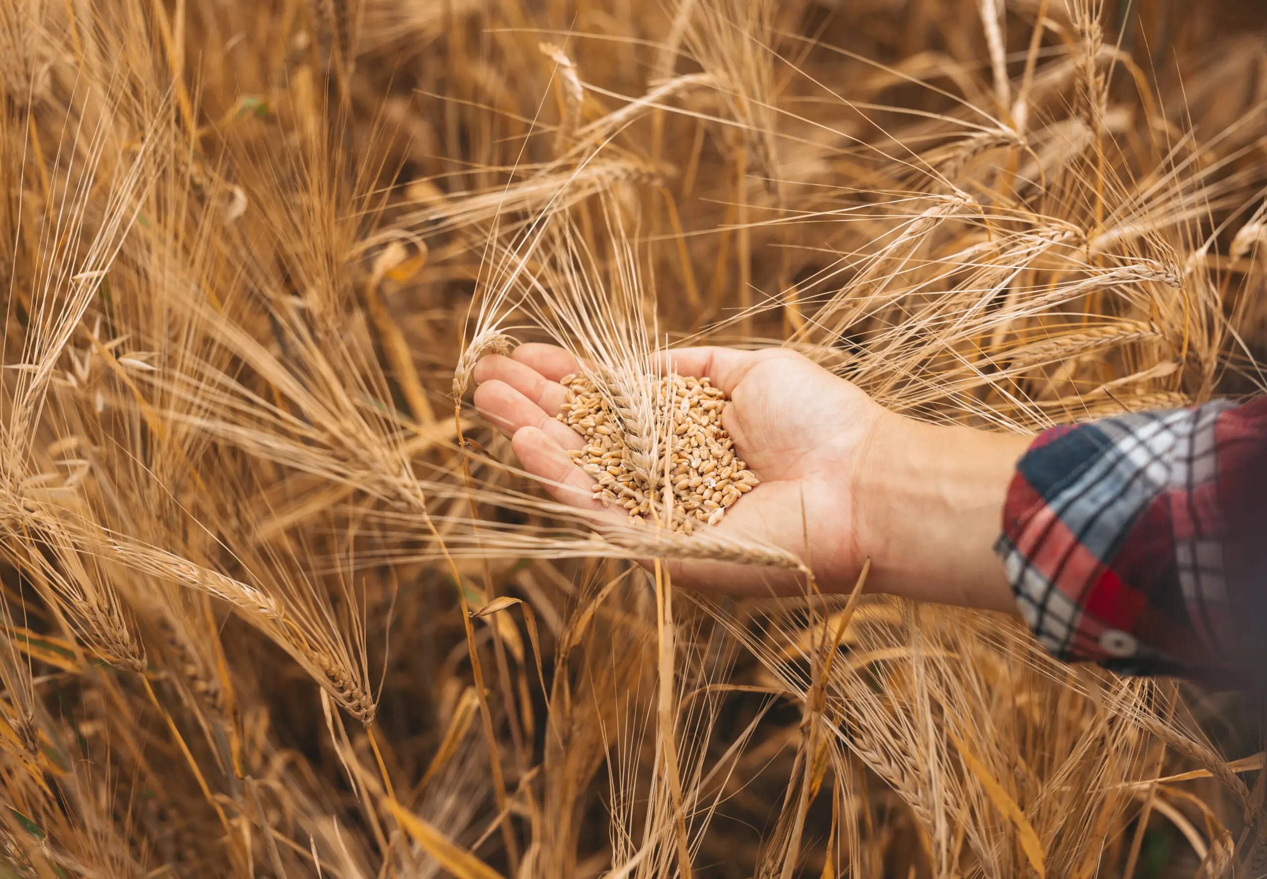 Les étapes clés pour réussir vos prairies temporaires