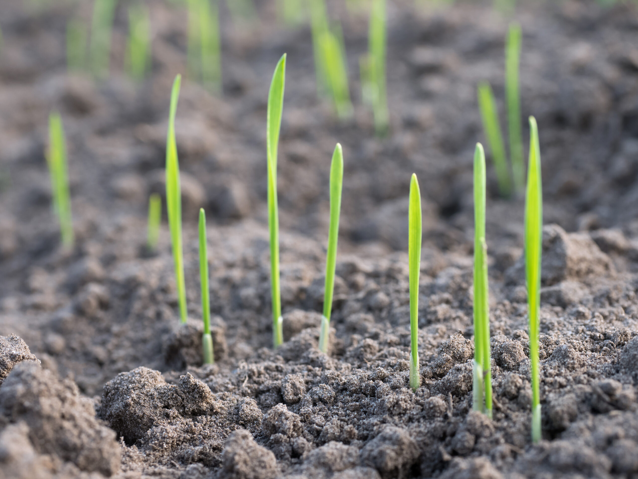 Comment préparer vos sols au printemps pour des récoltes optimales
