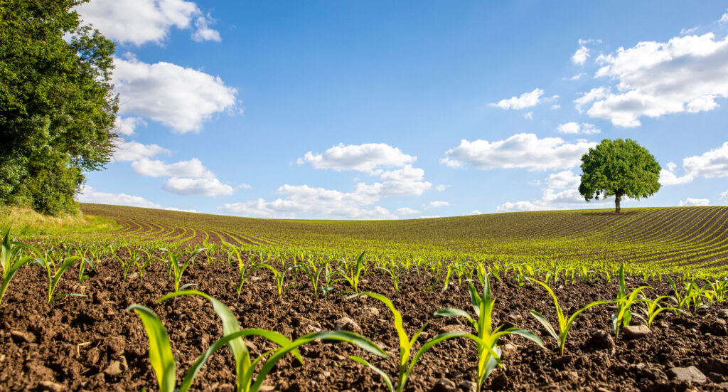 Paysage en campagne, plantation de maïs au printemps.