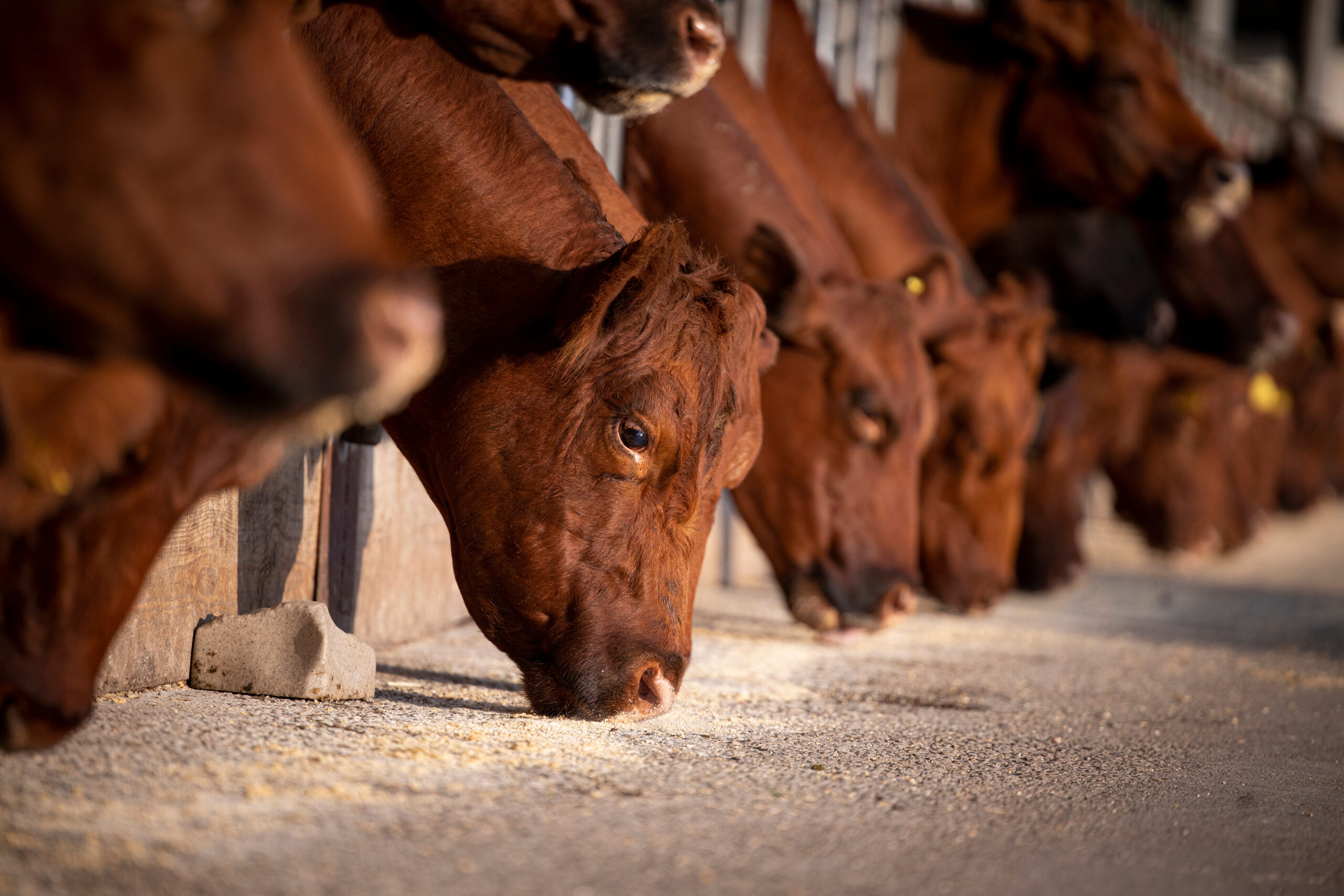 Alimentation animale pour une croissance optimale 